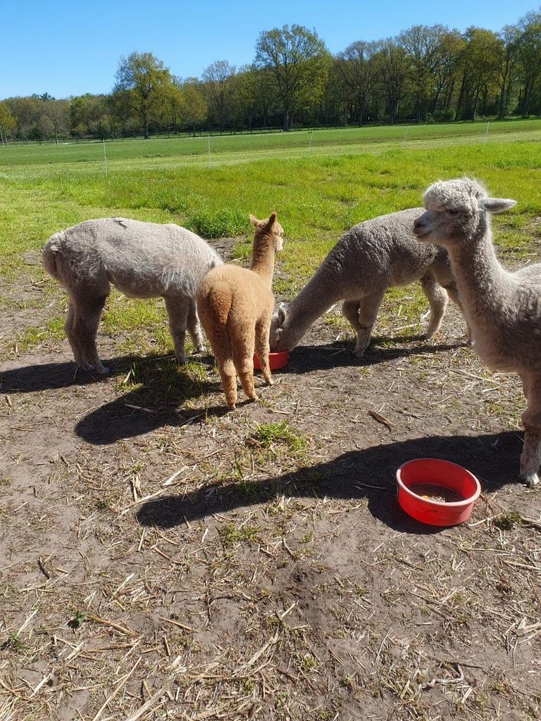 Alpaca's merries en hengst, Dieren en Toebehoren, Juni, Meerdere dieren