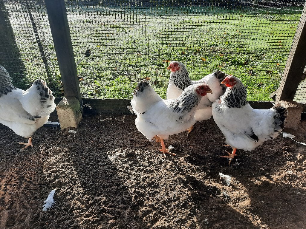 Wyandote krielkip, Dieren en Toebehoren, Vrouwelijk, Kip