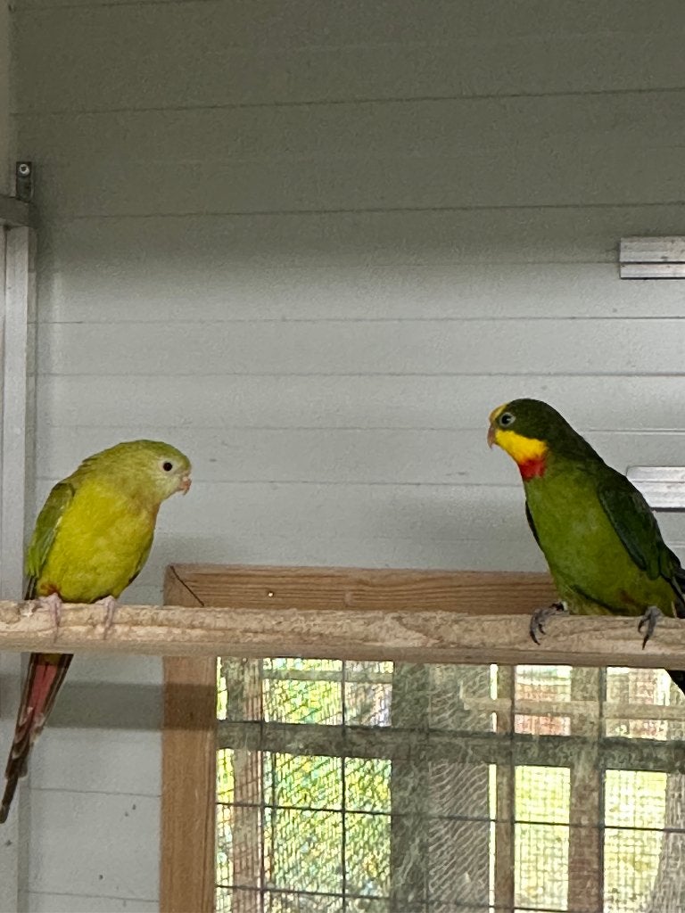 Barraband (mutaties), Dieren en Toebehoren, Meerdere dieren, Parkiet, Geringd
