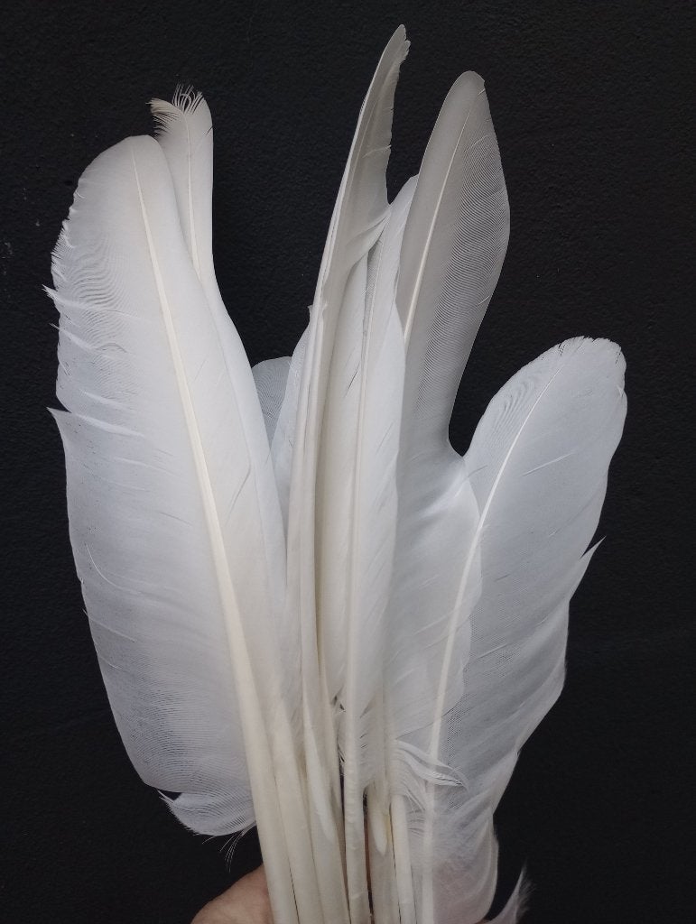 9 zwanen veren zwanen veer zwaan taxidermy, Verzamelen, Ophalen of Verzenden, Zo goed als nieuw, Vogel, Overige typen