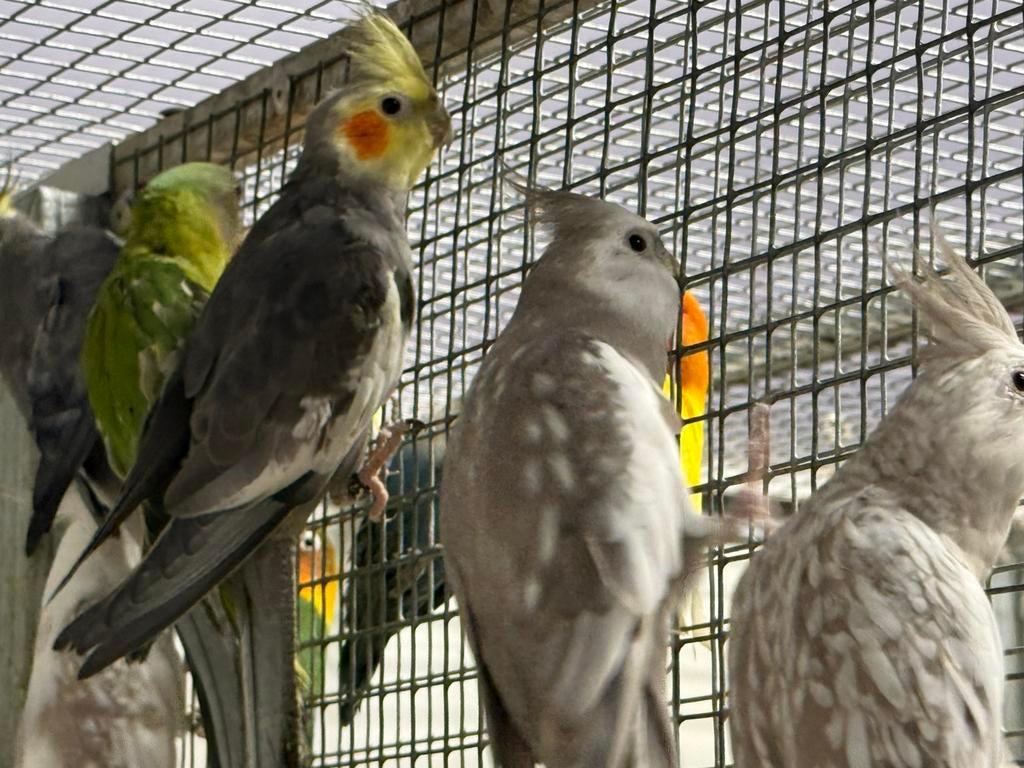 Diverse valkparkieten, Meerdere dieren, Parkiet