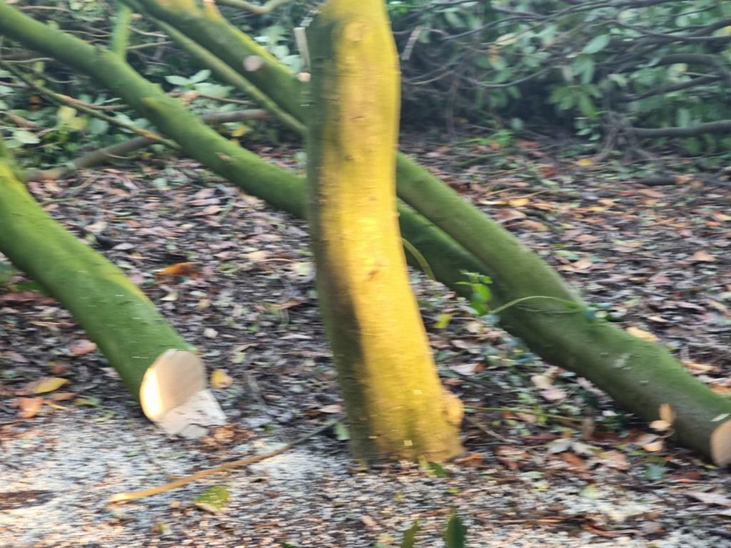 Vers gekapt hout: Stammen en takken, 6 m³ of meer, Ophalen, Overige houtsoorten, Stammen