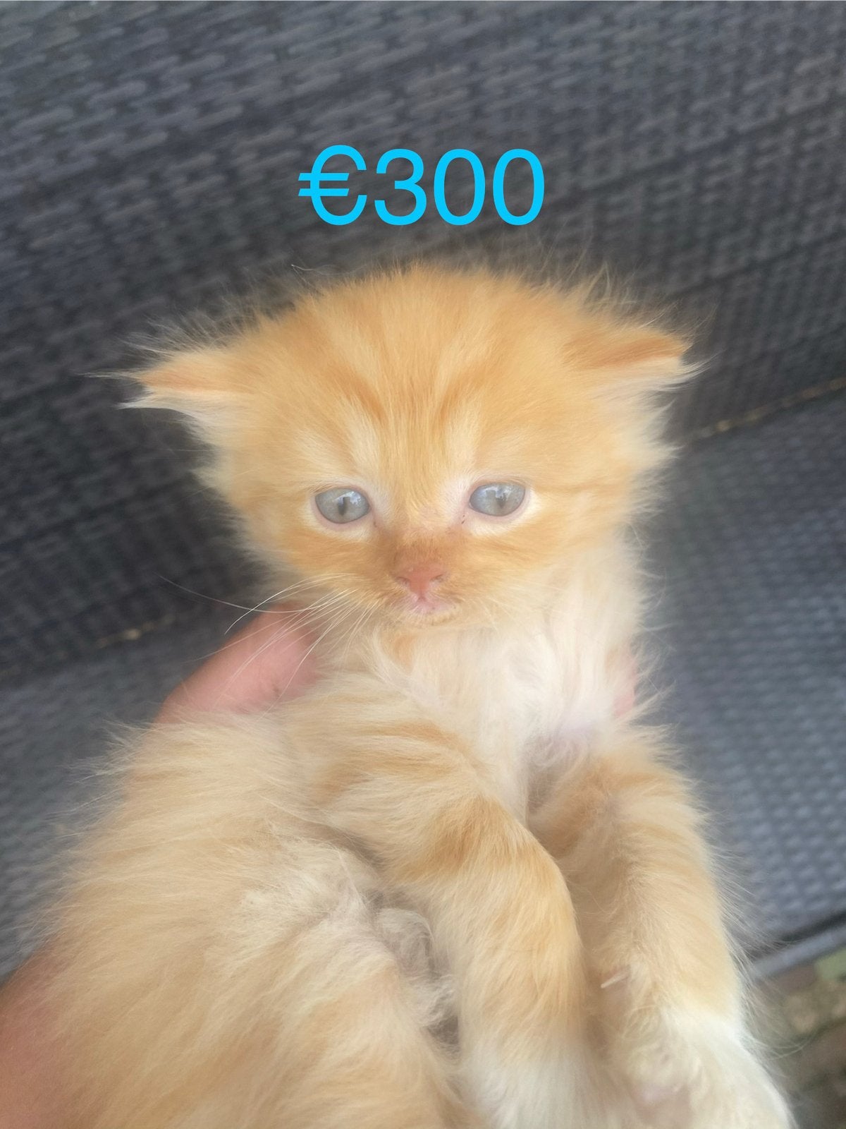Perzische langharen te koop!!!, Poes, Kortharig, 0 tot 2 jaar