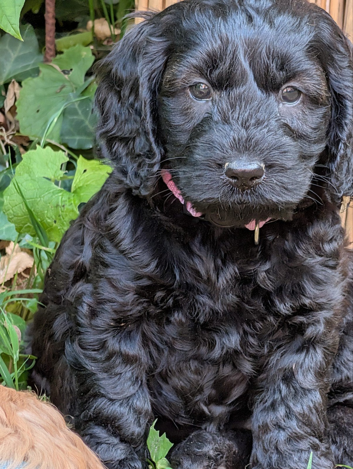 Engelse cockerspaniel x dwerg poedel cockapoo pups, Parvo, 8 tot 15 weken, Meerdere, Nederland
