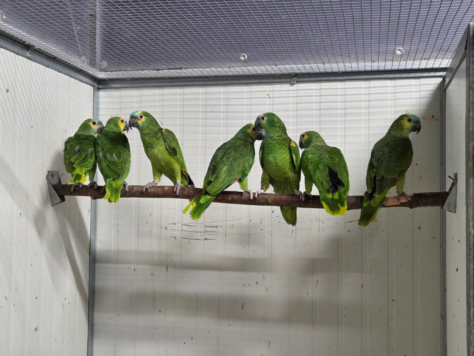 1-2 Blauwvoorhoofd amazones, Meerdere dieren, Parkiet