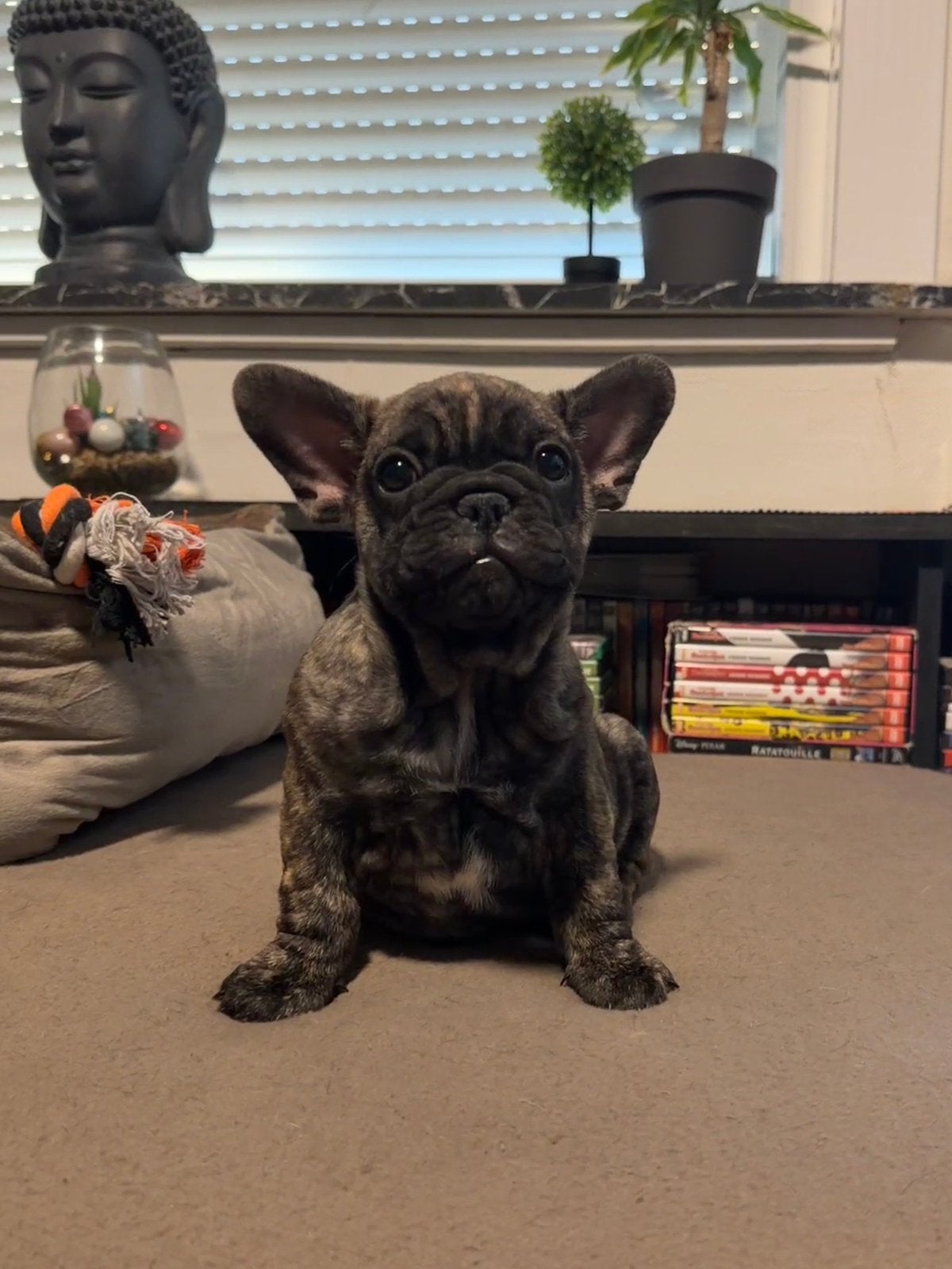 Franse bulldog pups, Dieren en Toebehoren, België, Particulier, 8 tot 15 weken, Geslacht onbekend