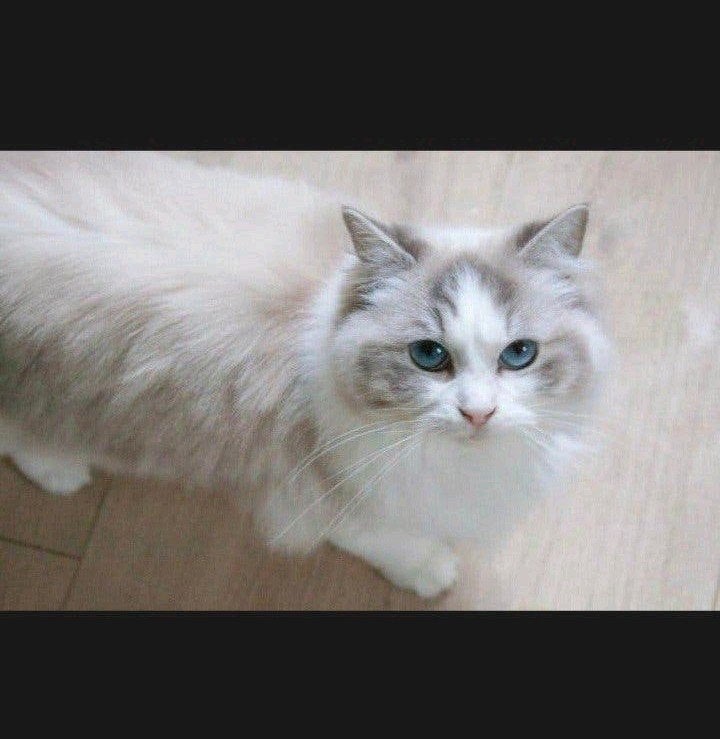 Ragdoll poes – stamboom & fokrecht - Blue tabby bicolour, Poes