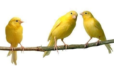 Gezocht rood en rood mozaik Kanaries mannen en poppen., Meerdere dieren, Kleurkanarie