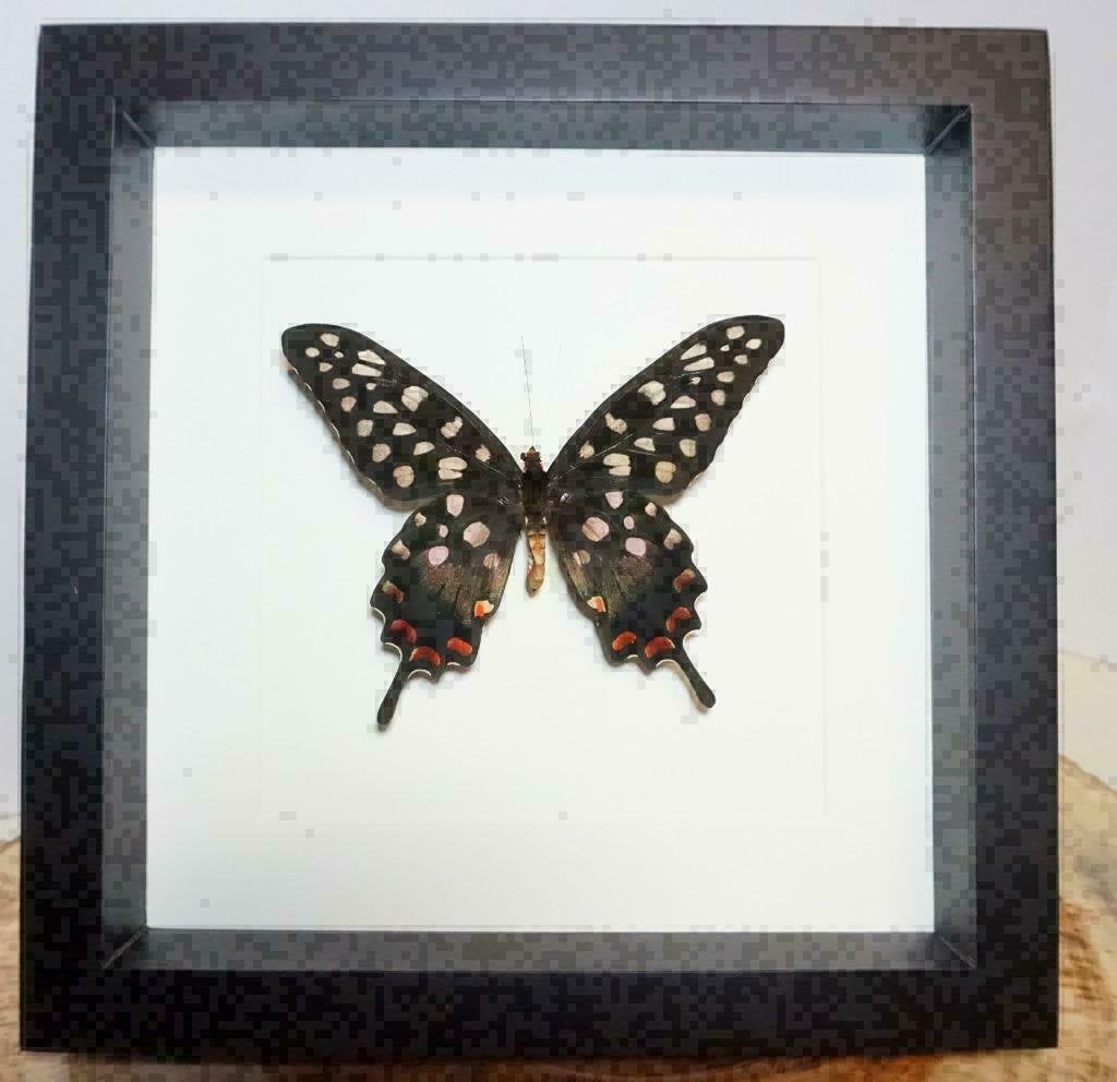 Papilio antenor vlinder in luxe lijst, Verzamelen, Dierenverzamelingen, Ophalen of Verzenden, Nieuw, Insect, Opgezet dier