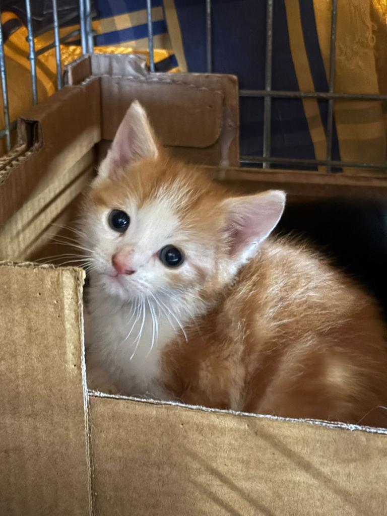Mooie boerderij kittens te koop, Dieren en Toebehoren, Kater, Ontwormd