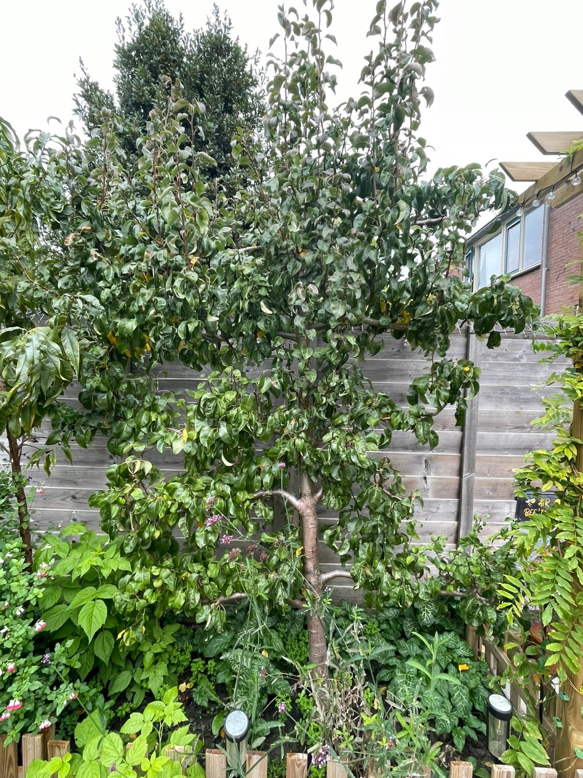 Mooie gezonde peren lei-boom Conference, Ophalen, Volle zon, Overige soorten