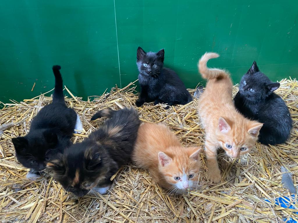 Lieve speelse boerderij kitten, Meerdere dieren