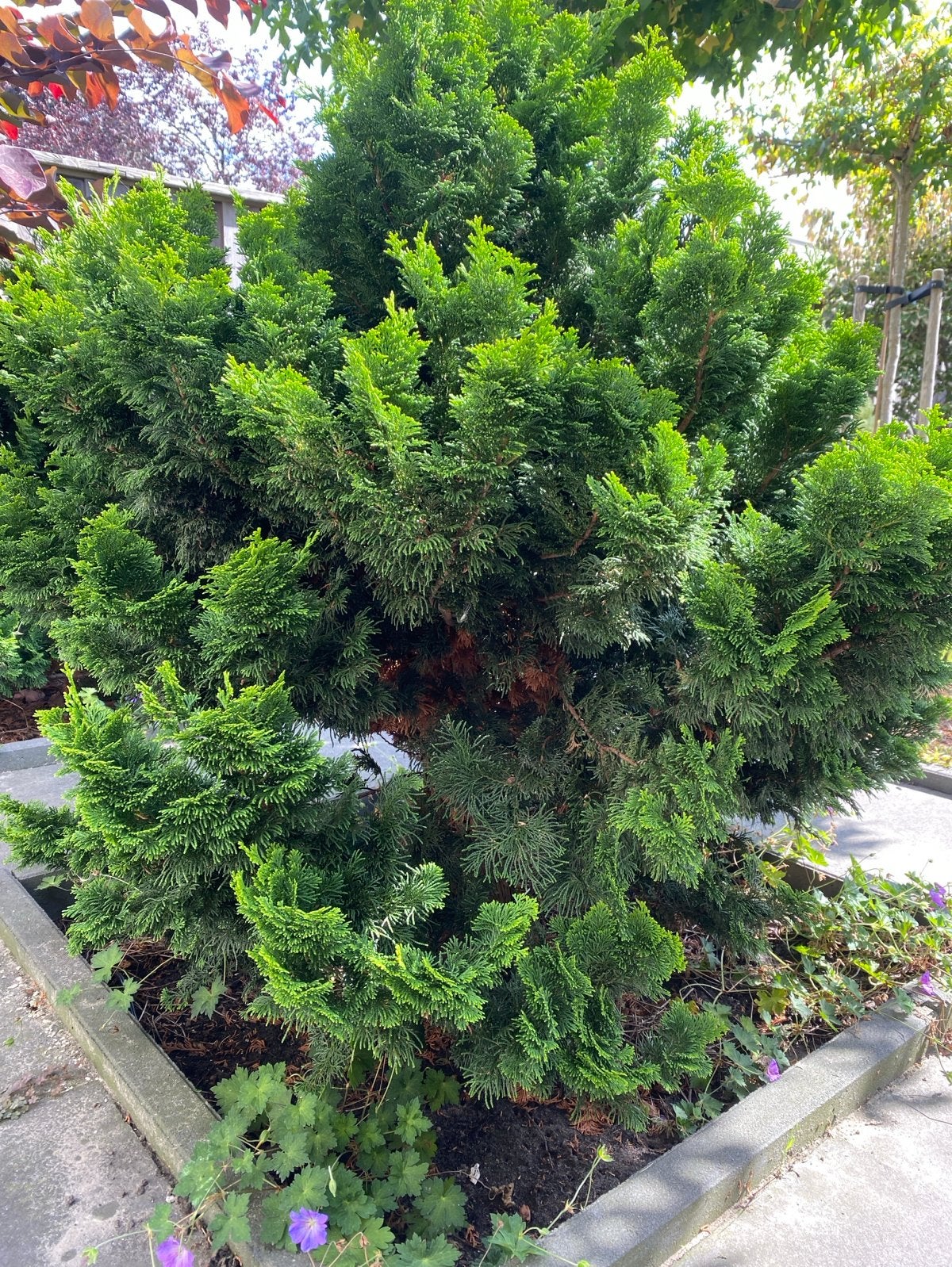 Mooie dwerg cypres Nana Gracilis voor tuin of terras, Bloeit niet, Overige soorten, 100 tot 250 cm, Ophalen