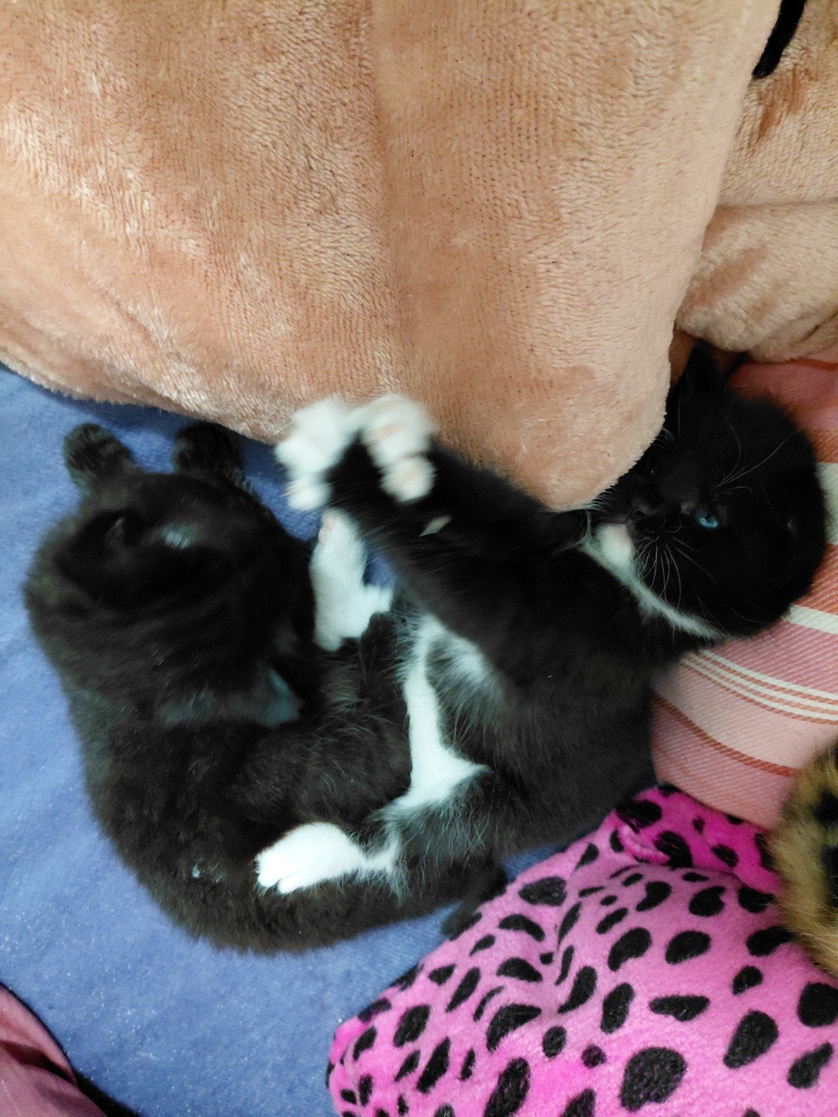 Kittens 5 1 lapjes, 2 zwarte, 2 zwart/wit. Geboren op 24 jun, Dieren en Toebehoren, Katten en Kittens | Overige Katten, Meerdere dieren