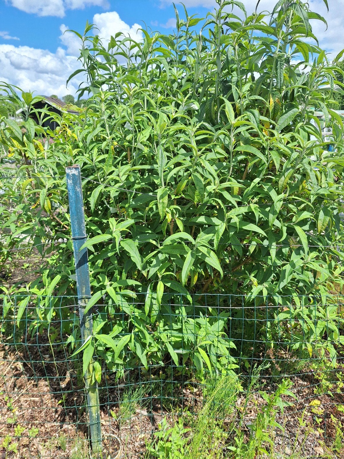 Buddleja vlinderstruik wit 2,50 meter gratis zelf uitgraven., Volle zon, Vaste plant, Zomer, Ophalen