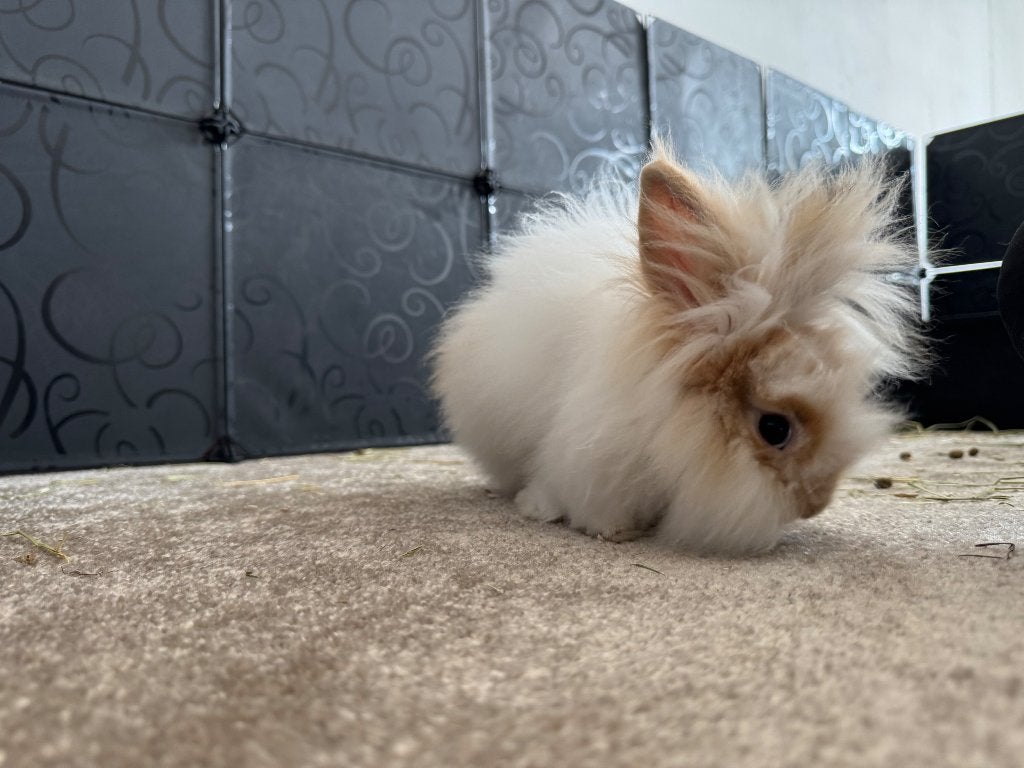 Bino zoekt nieuw huisje, Dieren en Toebehoren, Mannelijk, Dwerg, 0 tot 2 jaar