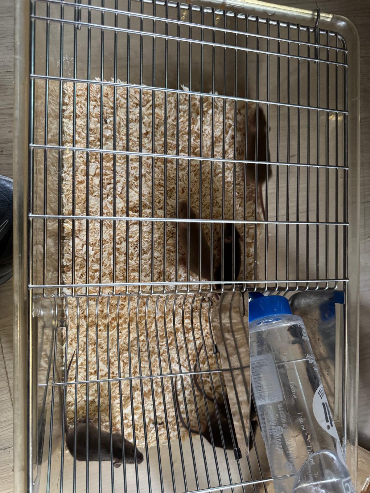 Kleuren voedermuizen, Januari, Meerdere dieren, Muis