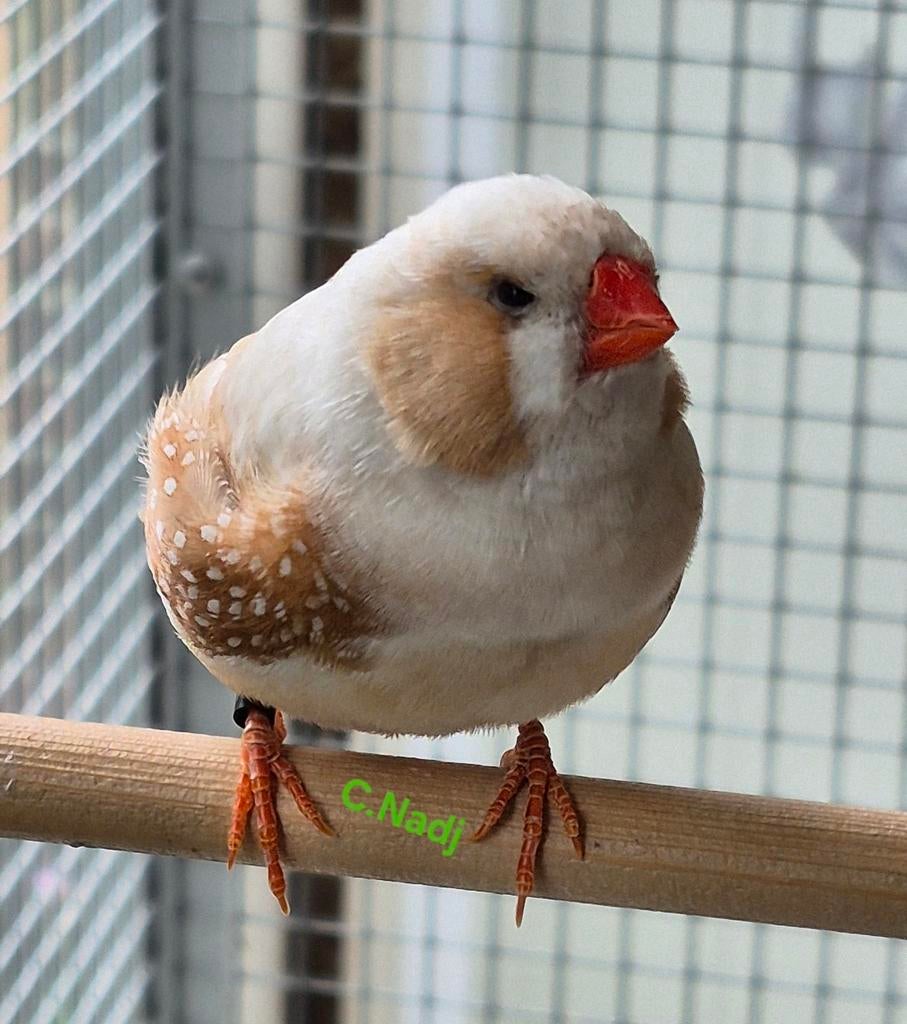 Zebravinken, Dieren en Toebehoren, Vogels | Overige Vogels, Meerdere dieren