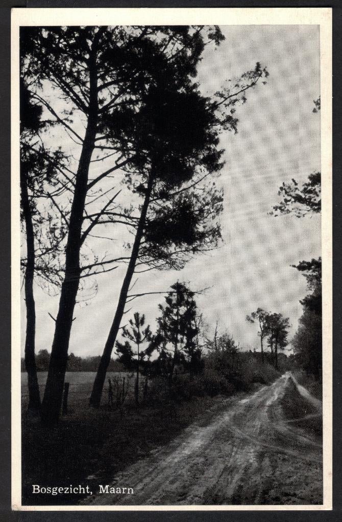 Maarn, Bosgezicht., Ophalen of Verzenden, 1940 tot 1960, Ongelopen, Utrecht