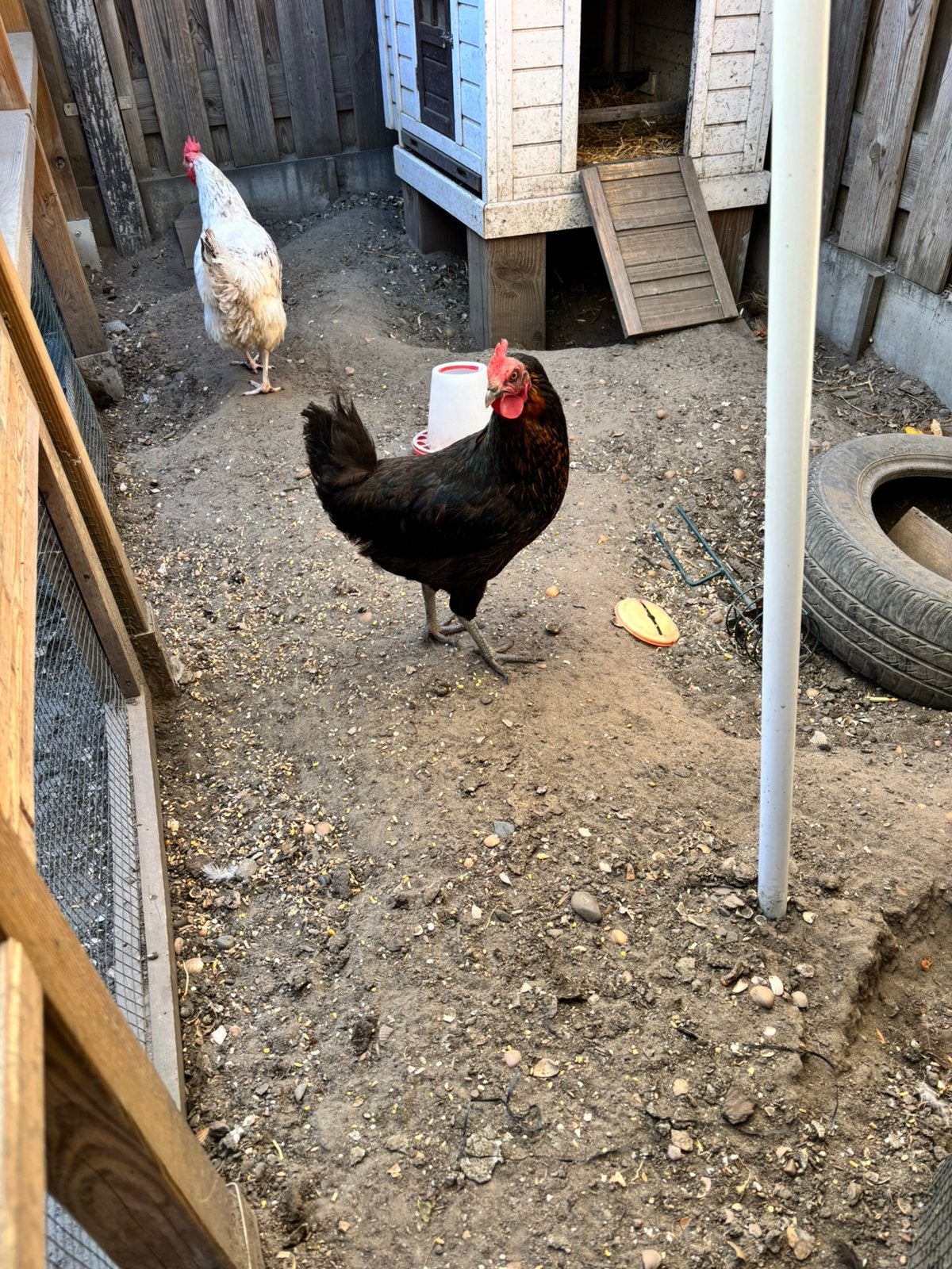 3 legkippen, Vrouwelijk, Kip