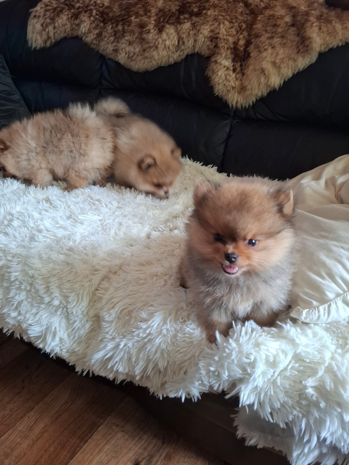 nestje zeer mooie pomeriaan pups, Overige rassen, Meerdere, Meerdere dieren, Nederland