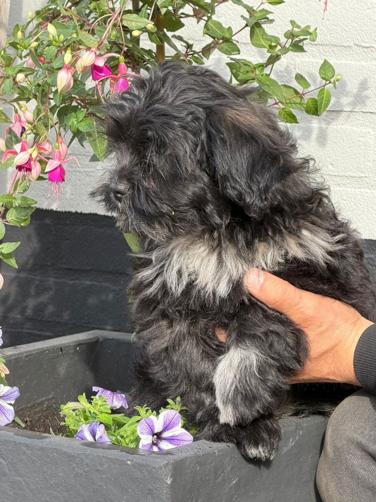 Nog 1 boomer reutje, Dieren en Toebehoren, Reu, 8 tot 15 weken, Eén hond, Klein