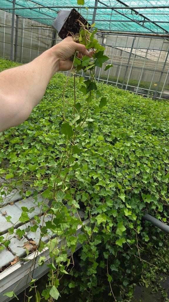Hedera Hibernica - klimop - ranken tot 1.20m - lange rank, Ophalen of Verzenden, Overige soorten, Haag, 100 tot 250 cm