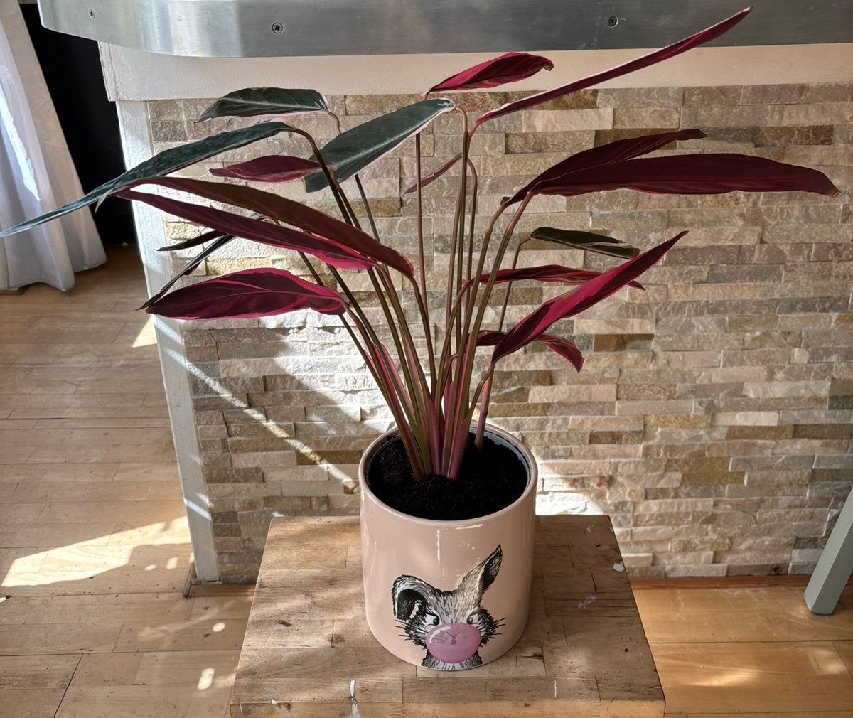 Calathea'Triostar' in pot, Overige soorten, In pot, Minder dan 100 cm, Groene kamerplant