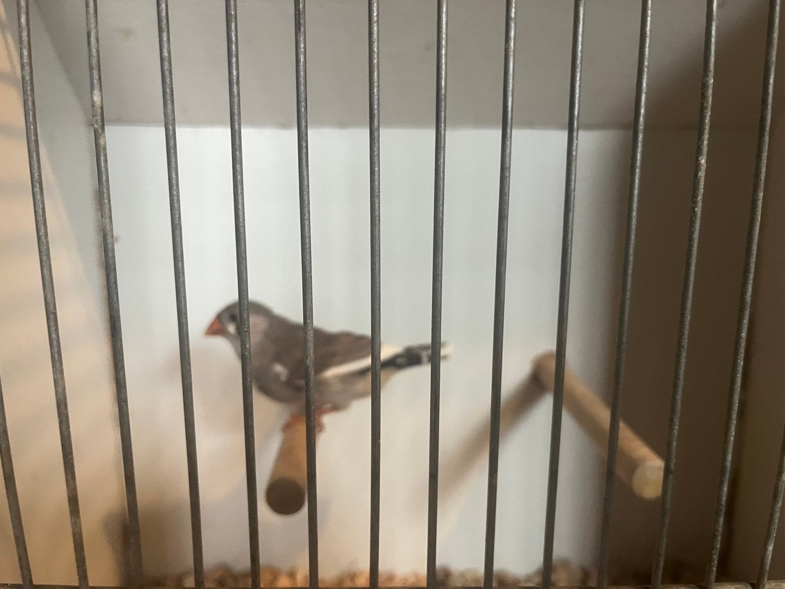 Jonge zebravink man, Dieren en Toebehoren, Vogels | Overige Vogels, Mannelijk