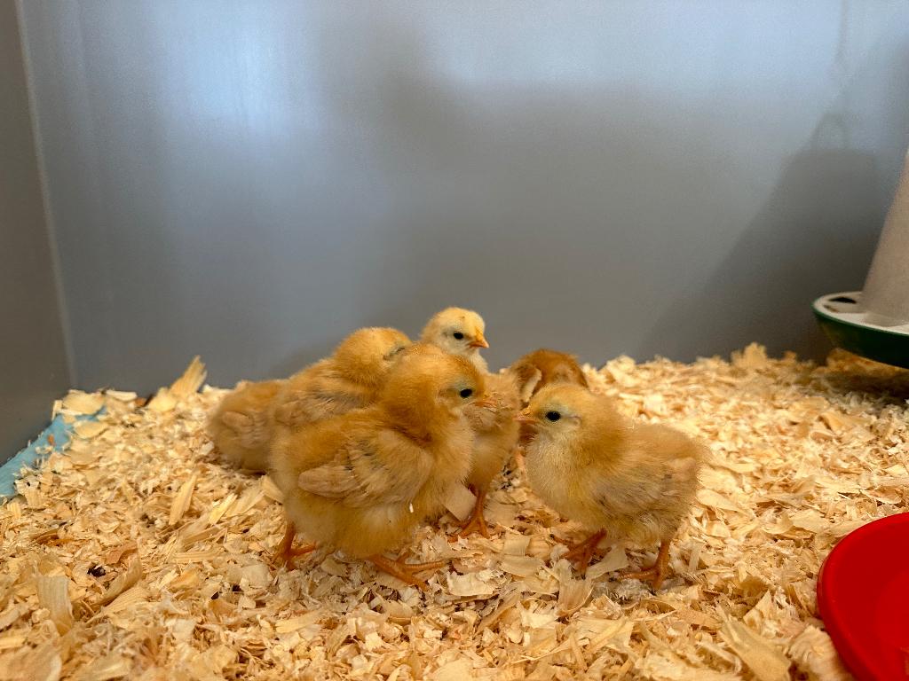Jonge tamme kriel New Hampshire kuikens gesekst en ingeënt, Dieren en Toebehoren, Pluimvee, Vrouwelijk, Kip