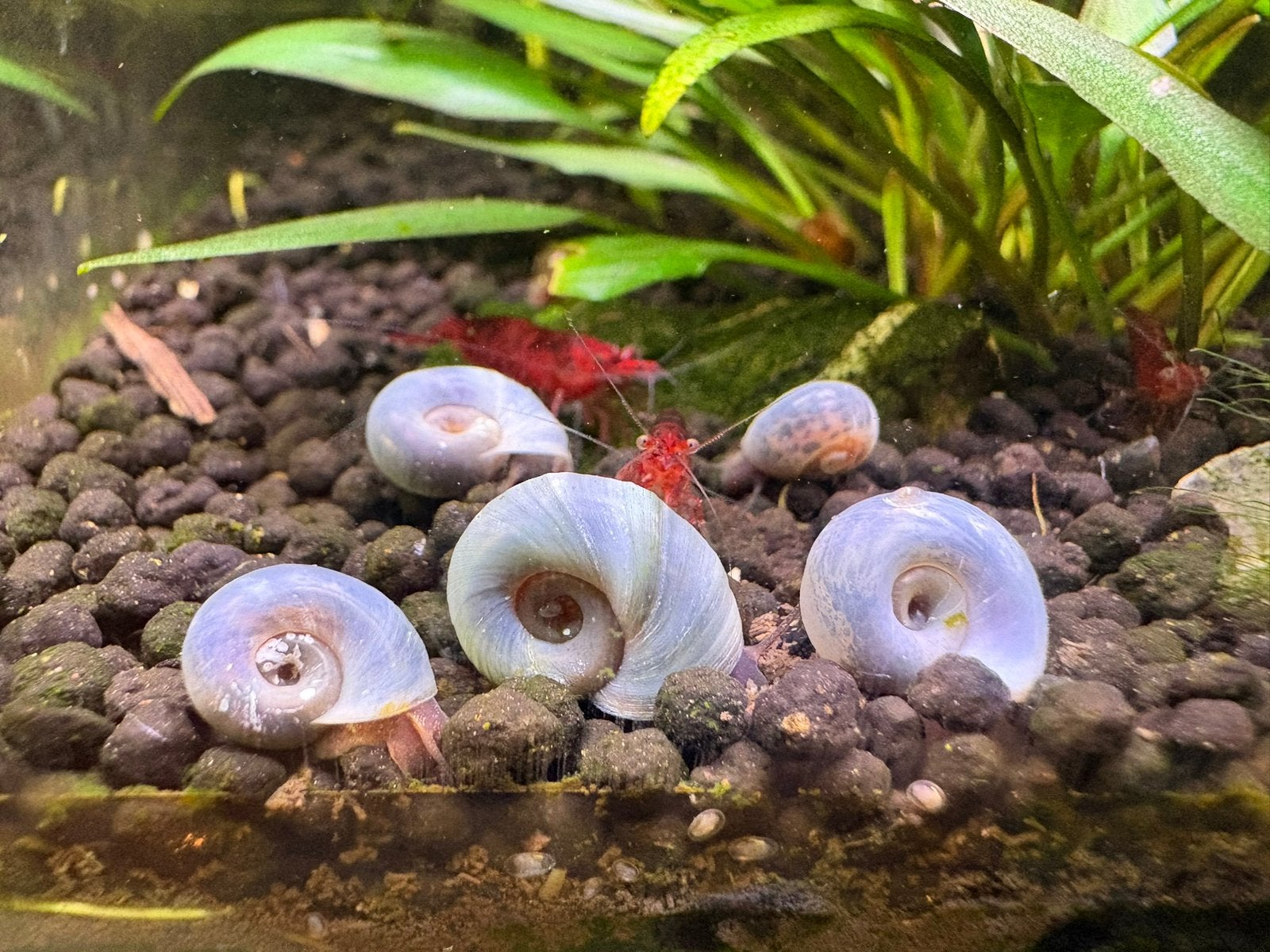 Blauwe posthoornslakken, voor vijver en aquarium, Dieren en Toebehoren, Slak of Weekdier, Zoetwatervis