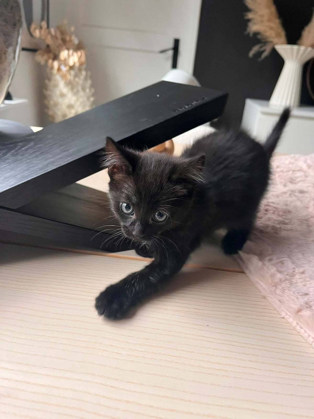 Kittens mogen meteen weg, Meerdere dieren