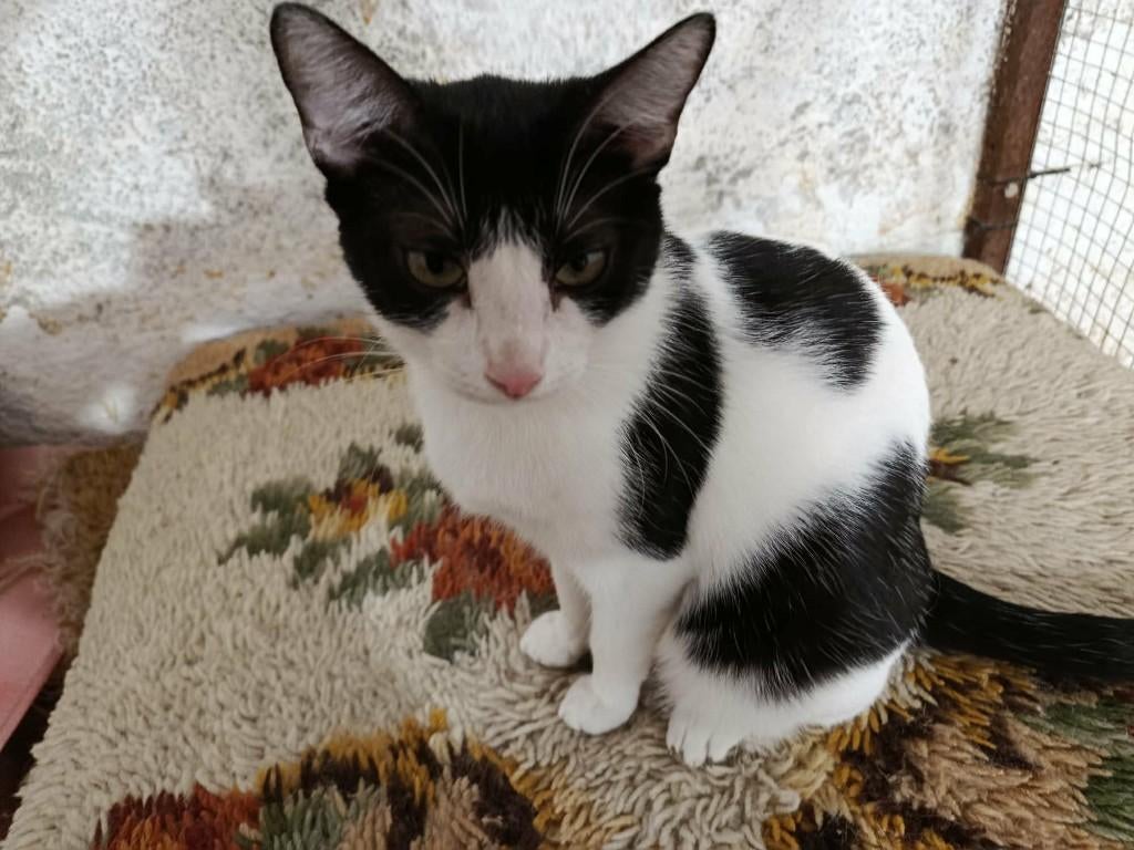 Jarela, Sopla, gered uit een kas, 12-2-2025, Poes, Kortharig, 0 tot 2 jaar