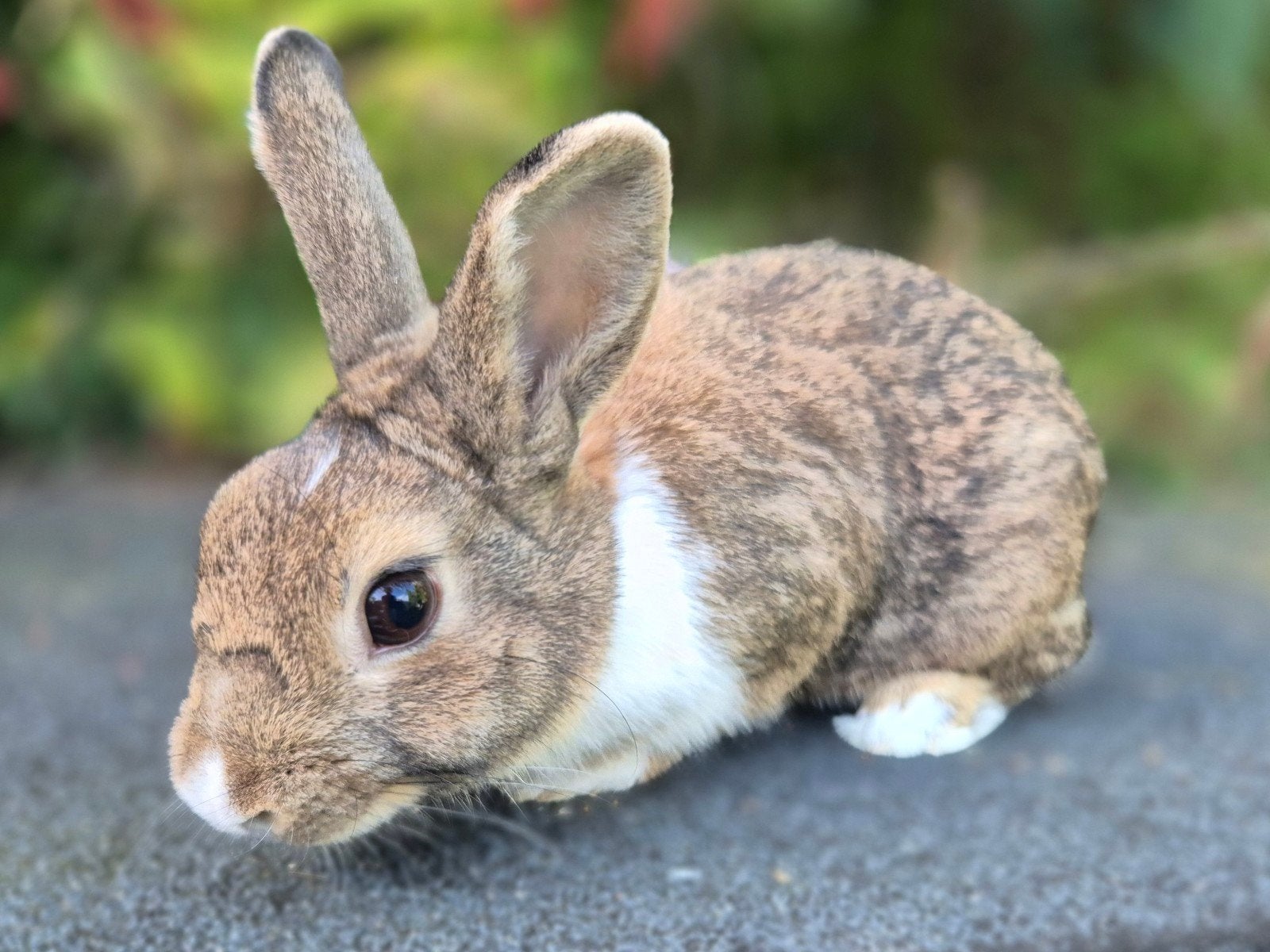 Leuk gecastreerd rammetje, mogelijk halfwild, Dieren en Toebehoren, Mannelijk, Klein, 0 tot 2 jaar