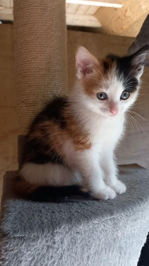 Lieve boerderijkittens te koop!, Meerdere dieren, Kortharig, 0 tot 2 jaar