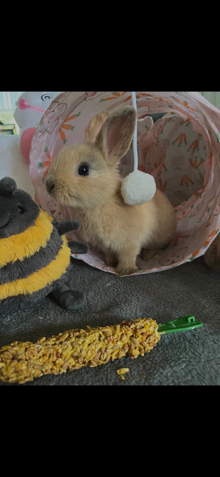 Hangoor baby konijntje te koop, Juni, Vrouwelijk, Overige typen, Tam