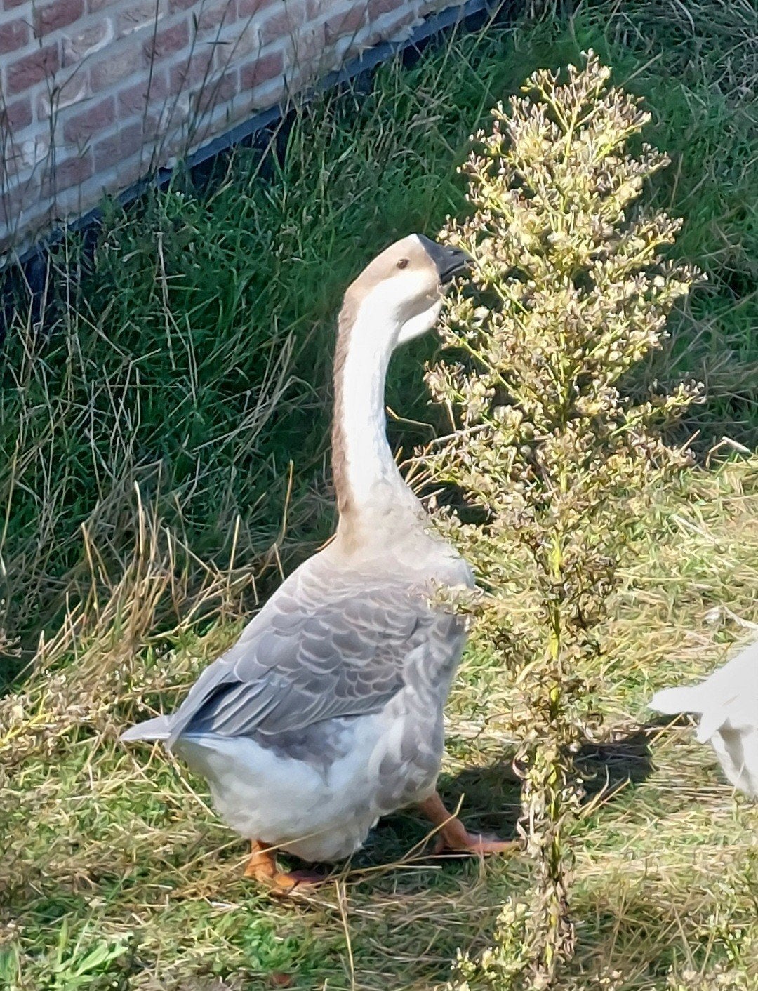Knobbelgans vrouw lavendel, Dieren en Toebehoren, Meerdere dieren, Gans of Zwaan