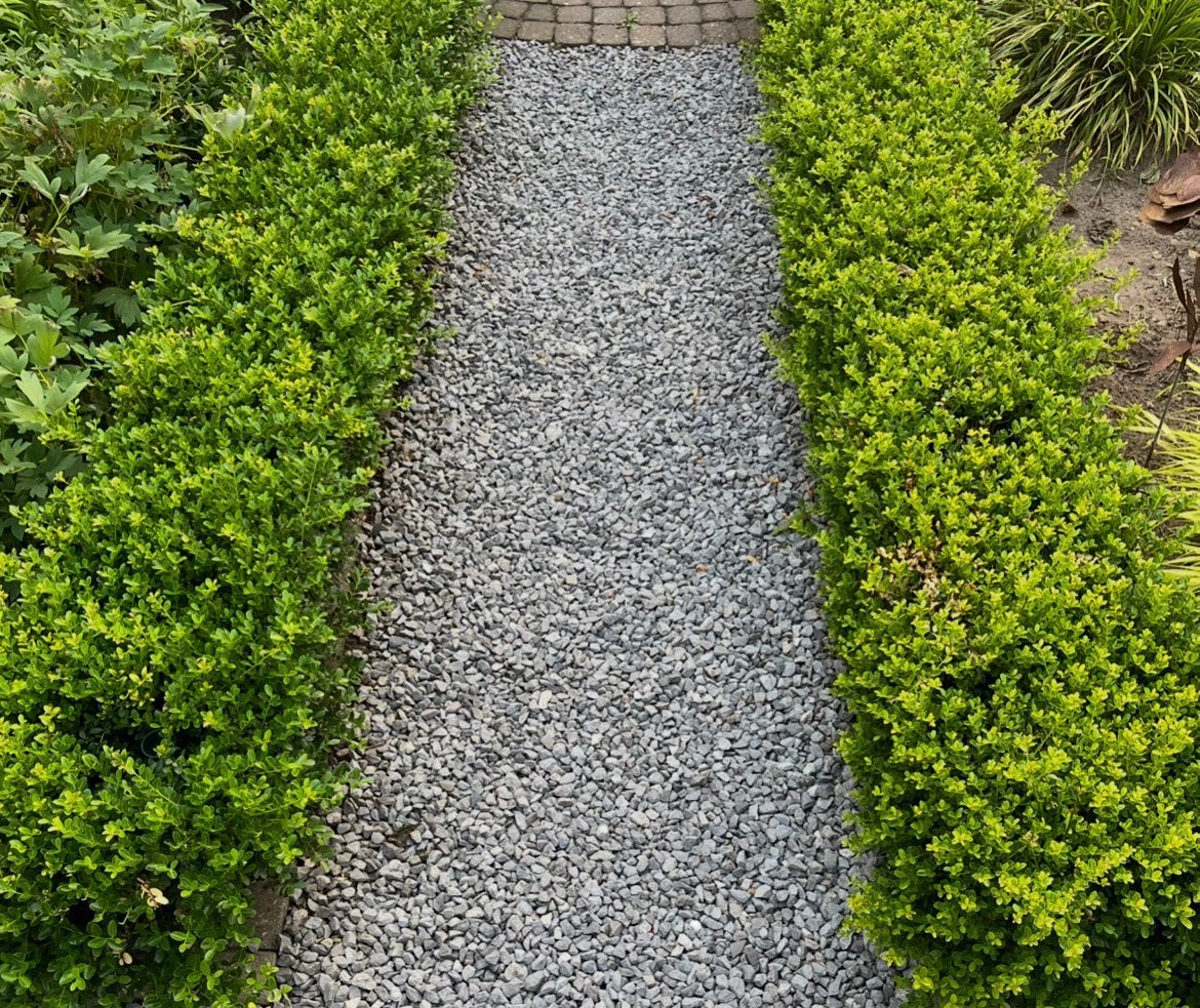 Buxus 35 tot 40 meter, Tuin en Terras, Planten | Struiken en Hagen, Ophalen of Verzenden, Buxus, Minder dan 100 cm