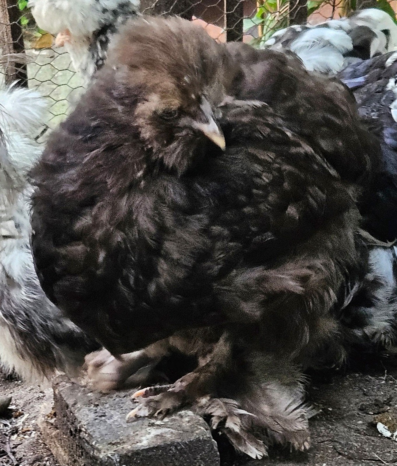 USA choco mottled gladveer hen, Dieren en Toebehoren, Vrouwelijk, Kip