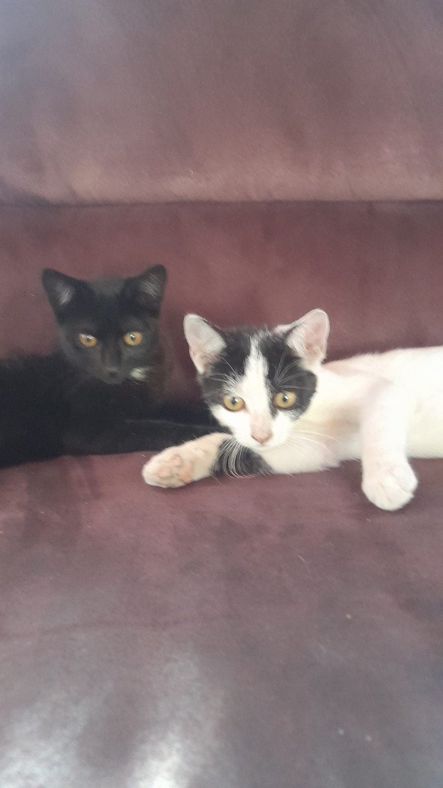 2x kitten poes vrouw, Dieren en Toebehoren, Poes, Kortharig, 0 tot 2 jaar