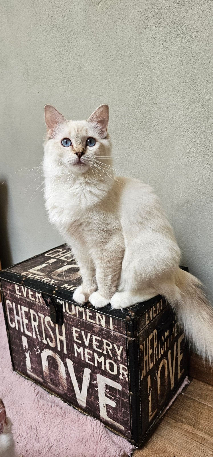 Chocolate lynx point mitted Ragdoll poesje met Stamboom, Dieren en Toebehoren, Poes, Met stamboom