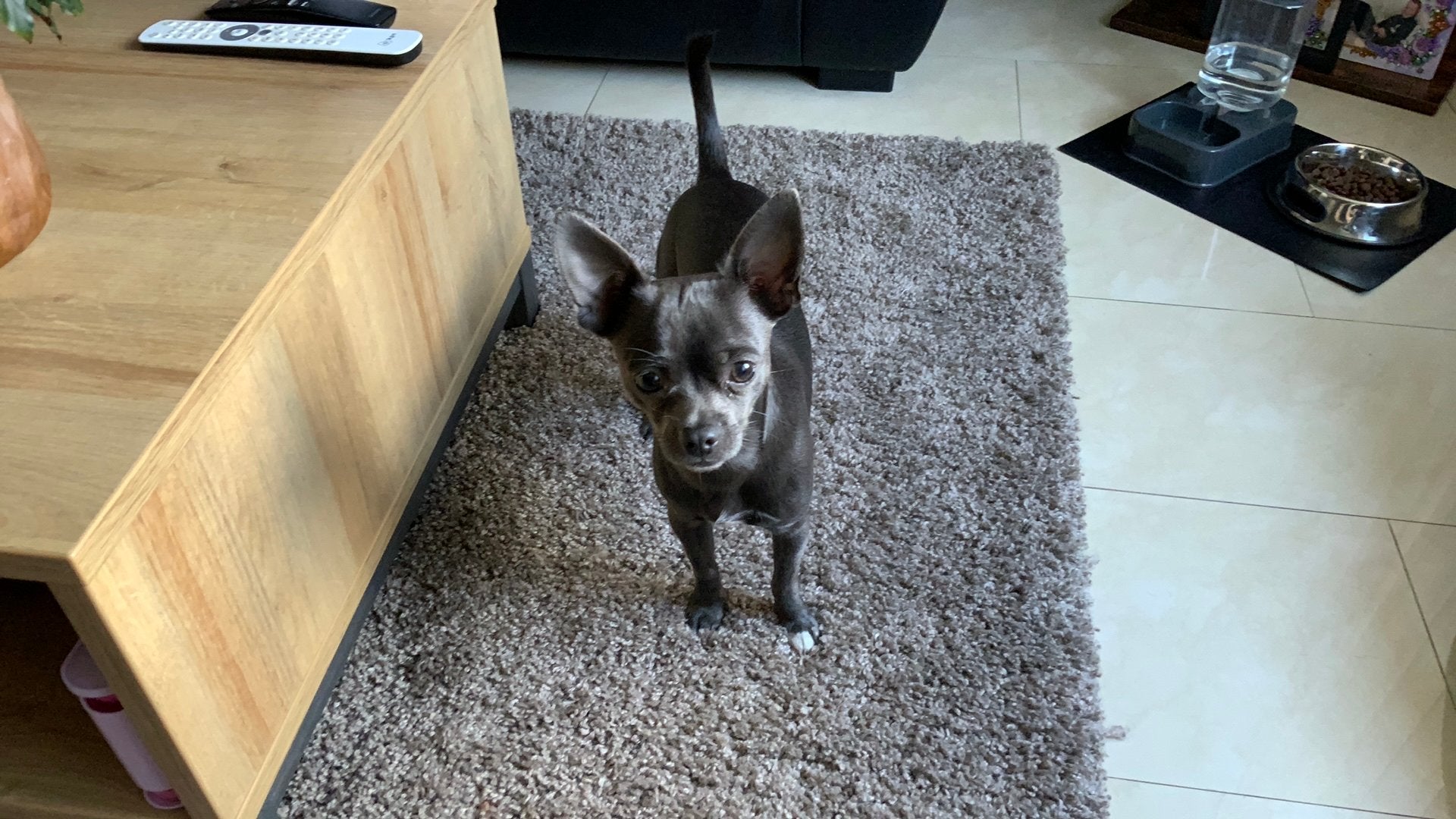 Dek rue, Dieren en Toebehoren, Reu, 1 tot 2 jaar, Parvo, Eén hond