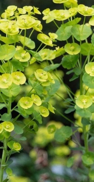 Euphorbia amygdaloides 'Robbiae' - Wolfsmelk p9, Tuin en Terras, Planten | Tuinplanten, Bodembedekkers, Vaste plant, Ophalen of Verzenden