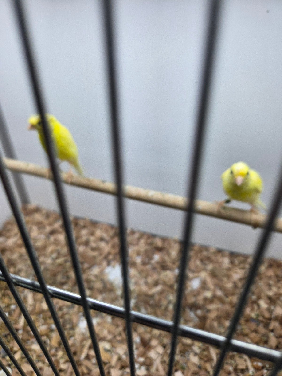 diverse vogels