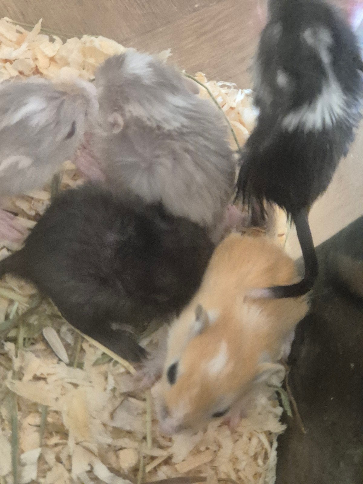 Jonge baby gerbils, Mei, Meerdere dieren, Overige typen, Tam