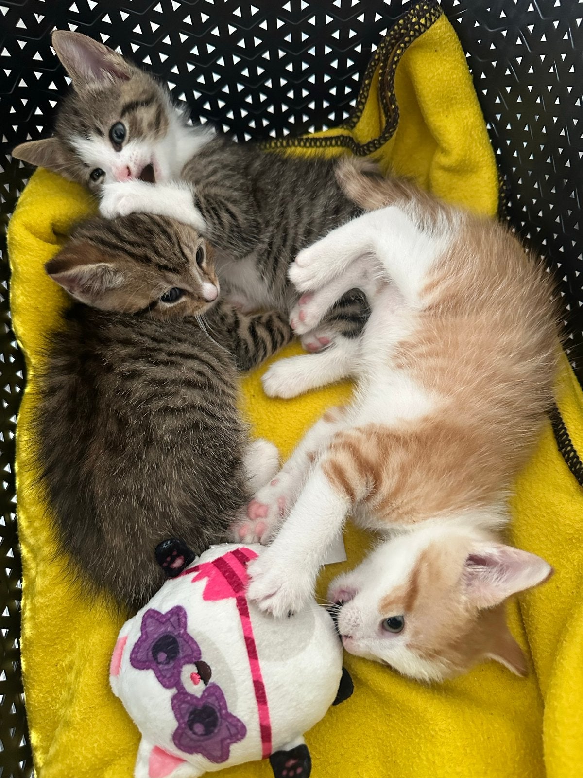 Mooi kittens, Dieren en Toebehoren, Katten en Kittens | Overige Katten, Meerdere dieren, Kortharig