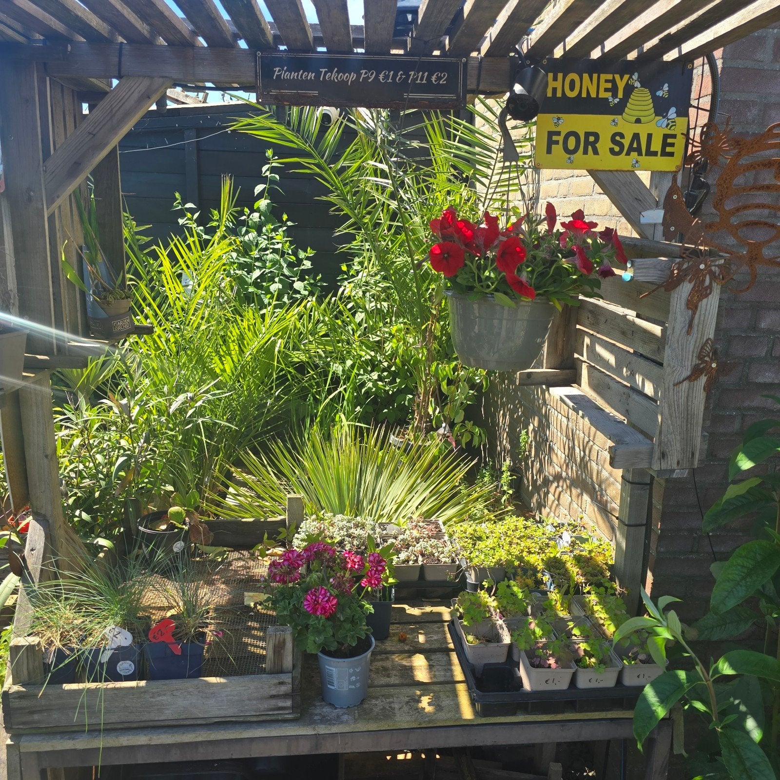 Stekjes, Planten & Pure Honing  verkoop kraam Drachten, Ophalen of Verzenden