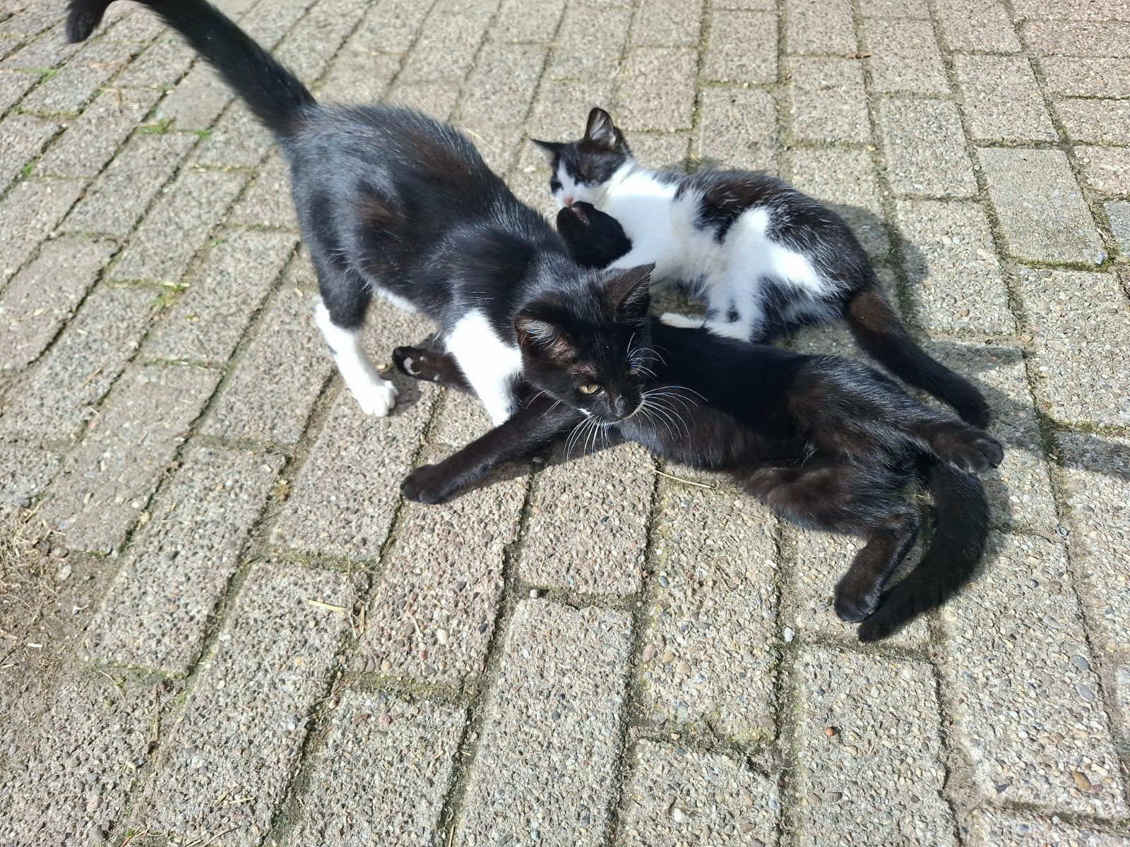 3 tamme snoezige  kittens.  zwart/ wit 2x poes 1 kater, Dieren en Toebehoren, Meerdere dieren, 0 tot 2 jaar