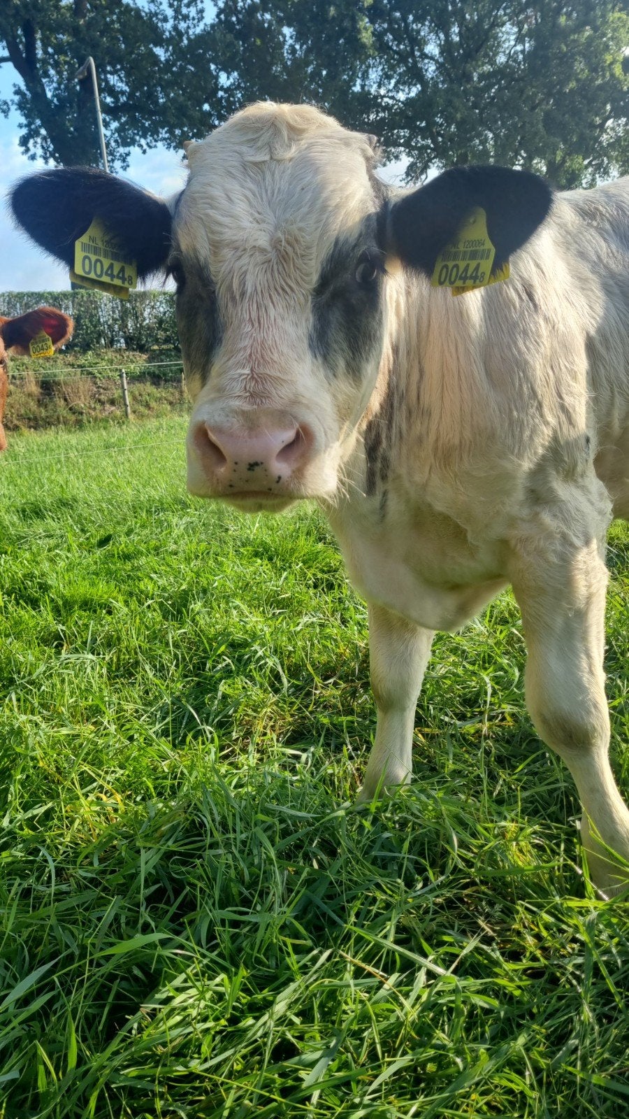 Mrij x Bwb stier kalf April 2026, Dieren en Toebehoren, Mannelijk, 0 tot 2 jaar