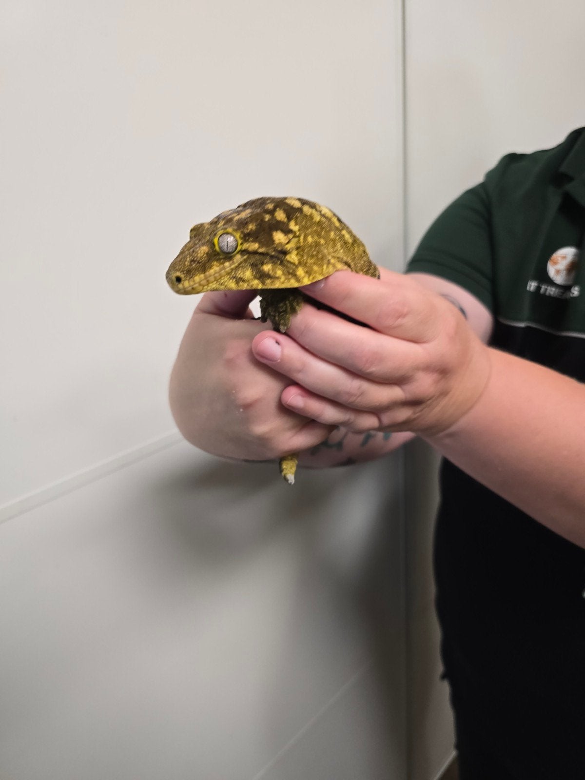 Leachianus gekko vrouw 2021 - Bayonnaise  Brosse